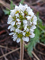 Diamond-Leaf Pseudosaxifrage