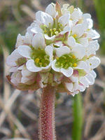 Compact flower cluster