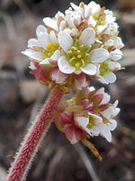 Hairy red flower stalk