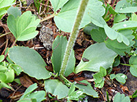 Basal leaves