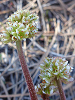 Pale green flowers