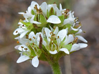 Diamondleaf pseudosaxifrage