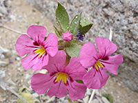 Mimulus bigelovii