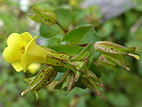 Flower and calyces