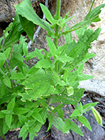 Stem and leaves