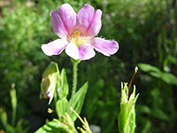 Pale pink flower