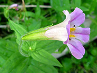 photograph