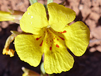 Annual redspot monkeyflower