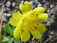 Mimulus primuloides