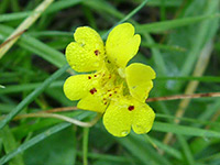 Primrose Monkeyflower