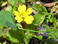 Notched yellow petals