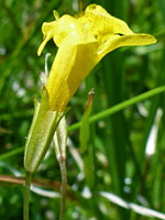 Green, ridged calyx