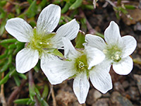 Minuartia macrantha