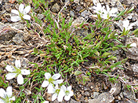 Chickweed