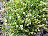 Flowers and buds