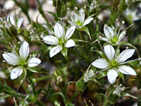 Minuartia nuttallii