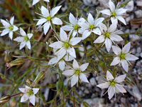 Nuttall's Sandwort