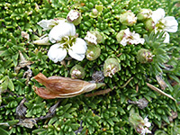 Minuartia obtusiloba