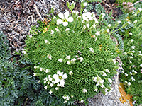 Alpine chickweed