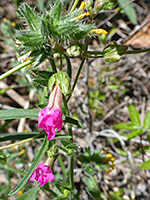 Mirabilis coccinea