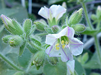 Mirabilis laevis