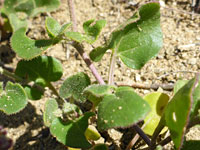 Sparsely-hairy leaves