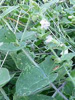 Desert Wishbone Bush