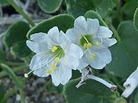 Two flowers, Two white flowers of mirabilis laevis, in Culp Valley, Anza Borrego Desert State Park, California