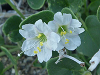 Desert wishbone bush