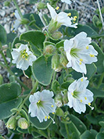 Buds and flowers, Green buds and white flowers - mirabilis laevis in Culp Valley, Anza Borrego Desert State Park, California