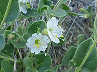 Flowers and leaves, Flowers and leaves of mirabilis laevis, in Culp Valley, Anza Borrego Desert State Park, California