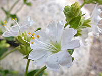 White flowers