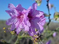 Mirabilis linearis