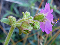 Flowering stem