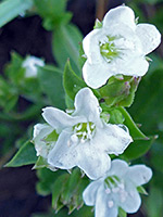 Moehringia macrophylla