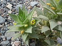 Flowers and leaves