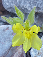 Yellow flowers