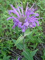 Flower and leaves