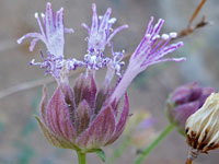 Flowers, some withered