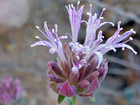 Pale purple corollas