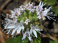 Mountain coyote mint