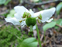 Moneses uniflora