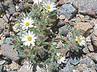 Buds and flowers