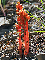 Monotropa hypopitys