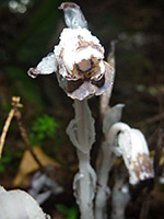 Whitish brown petals