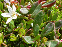 Water Miner's-Lettuce