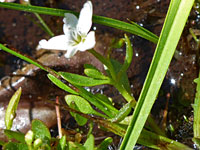 Stem and leaves