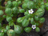 Nama torynophyllum