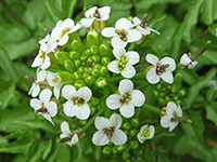 Nasturtium officinale