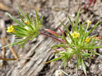 Brewer's Navarretia